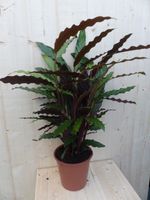 Calathea Wave Star Pauwenplant smal donkergroen blad 60 cm - Warentuin Natuurlijk