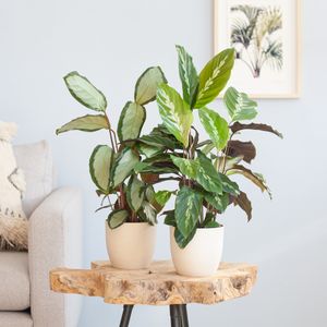 Calathea Duo incl. bio potten - P12