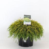 Chamaecyparis pis sungold 45 cm - Warentuin natuurlijk Chamaecyparis pis sungold 45 cm - Warentuin natuurlijk