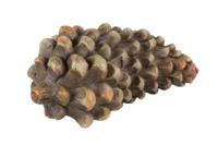 Decostar Countryfield Dennenappel dun Donni L bruin-L12,8B7,7H6CM