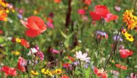 Wilde bloemen 130x70cm Tuinschilderij - Customize it