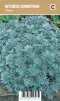 Vips Artemisia schmidtiana Nana - Alsem - thumbnail