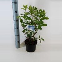 Hydrangea Paniculata "Tardiva" pluimhortensia - 30-40 cm - 1 stuks - thumbnail