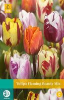 Tulipa Flaming Beauty mix 8 bollen - JUB