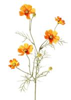 Cosmea Cosmos bipinnatus met 5 bloemen 3 knoppen & 7 bladtoeven 72 cm - Top art