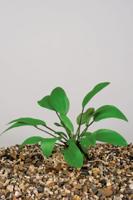 Nymphaea Marliacea Carnea potmaat P11 Waterlelie Moerings - Moerings