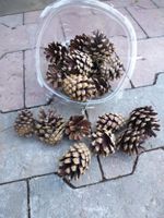 Dennenappels per bakje - Warentuin natuurlijk Dennenappels per bakje - Warentuin natuurlijk