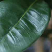 Ficus Elastica Robusta Kunstboom Deluxe 200cm