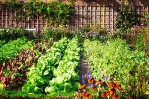 Mineral + m.n. voor de moestuin 25 kg. ca. 40 m²
