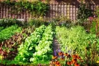 Mineral + m.n. voor de moestuin 25 kg. ca. 40 m²