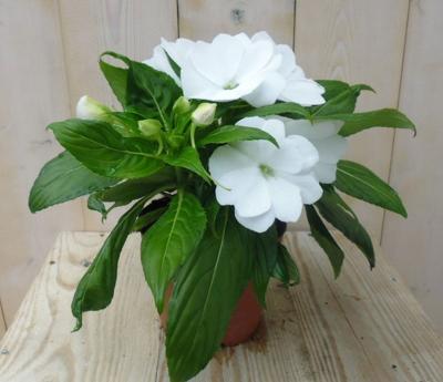2 stuks! Vlijtig Liesje Balsemien Impatiens wit New Guinea Vlijtig Liesje Warentuin Natuurlijk - Warentuin natuurlijk