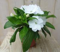 2 stuks! Vlijtig Liesje Balsemien Impatiens wit New Guinea Vlijtig Liesje Warentuin Natuurlijk - Warentuin natuurlijk