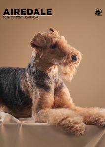 Airedale Terrier Kalender 2026 A3