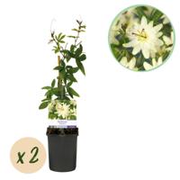 Green boutiQ - Passiebloem - Passiflora Avalanche - Bloem Wit - Weinig onderhoud - 2 planten - Pot 11cm Hoogte 40cm Green boutiQ - Passiebloem - Passiflora Avalanche - Bloem Wit - Weinig onderhoud - 2 planten - Pot 11cm Hoogte 40cm