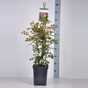 Engelse klimroos (rosa "Jubilee Celebration"®)