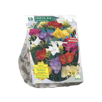 Freesia