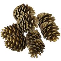 Decoratie dennenappels - 8x st - goud - 6/7 cm - herfstdecoratie - kerstversiering Decoratie dennenappels - 8x st - goud - 6/7 cm - herfstdecoratie - kerstversiering