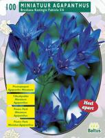 Zomer Bloembollen Brodiaea Fabiola per 100 Baltus - Baltus