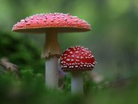 Tuinposter Paddestoelen 2 - thumbnail