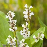 Wit snoekkruid (Pontederia cordata “alba”) moerasplant (6-stuks) - thumbnail