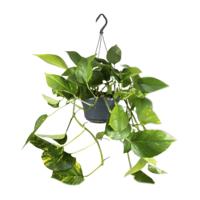 Epipremnum Aureum - Ø15cm - ↕25cm