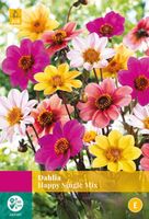 Dahlia Happy Single Mix Bloembol JUB 3 bollen - Jub