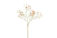 Decostar Prunus mume 90 cm rood