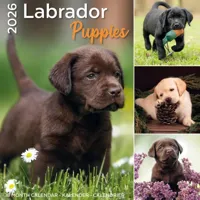 Labrador Retriever Puppies Kalender 2026