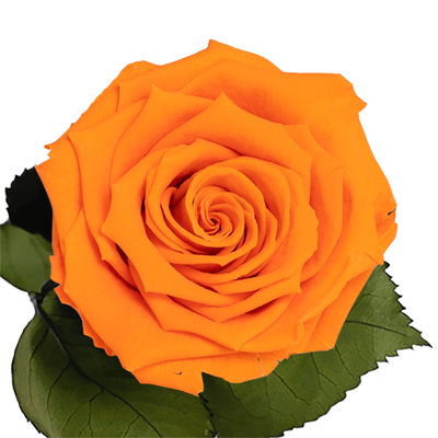 Longlife roos The Orange Bloom Longlife roos The Orange Bloom