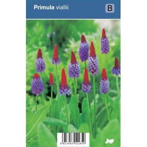 Orchideeprimula (primula vialii) schaduwplant - 12 stuks