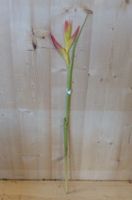 Decoratietak Paradijsvogel Strelitzia bloem - Warentuin Natuurlijk