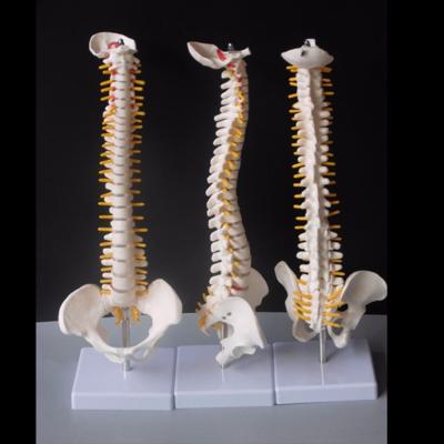 Menselijke wervelkolom met bekken model menselijke anatomische anatomie ruggengraat medisch model ruggengraat model grootte: 45cm