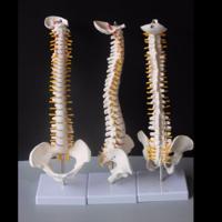 Menselijke wervelkolom met bekken model menselijke anatomische anatomie ruggengraat medisch model ruggengraat model grootte: 45cm