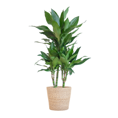 Dracaena Janet Lindt met Sofia mand naturel - 95cm - Ø21