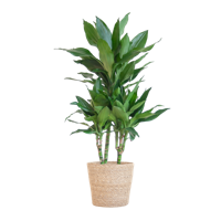 Dracaena Janet Lindt met Sofia mand naturel - 95cm - Ø21