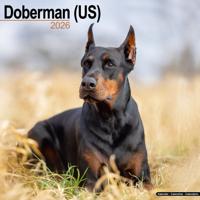 Dobermann Kalender 2026