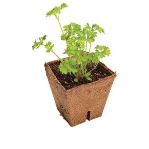 Jiffy Jiffy Vezel Pot 10 Stuks - 8 x 8 x 8cm