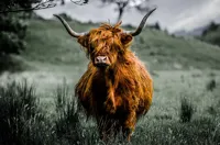Alexsar Art schilderij Glas art highlander highlander 150x100cm