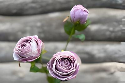 Roze 3 knoopjes licht violet - Buitengewoon de boet