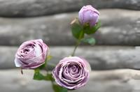 Roze 3 knoopjes licht violet - Buitengewoon de boet