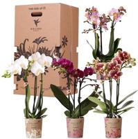 Kolibri Orchids - Surprise box mix - planten voordeel box - verrassingsbox met 4 verschillende orchideeën - vers van de kweker Kolibri Orchids - Surprise box mix - planten voordeel box - verrassingsbox met 4 verschillende orchideeën - vers van de kweker