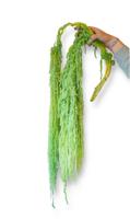 Amaranthus bloemen geprepareerd appelgroen
