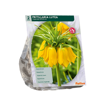 Kievitsbloem