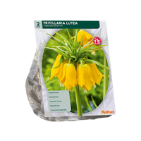 Kievitsbloem