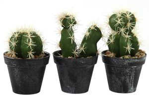 Cactus Axson