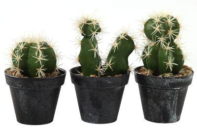 Cactus Axson