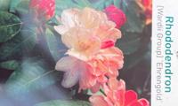Rhododendron Ehrengold - Warentuin natuurlijk