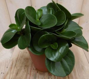 2 stuks! Peperomia obtusifolia groen - Warentuin natuurlijk
