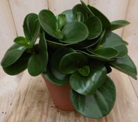 2 stuks! Peperomia obtusifolia groen - Warentuin natuurlijk