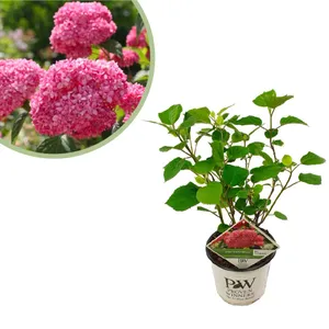 Hortensia Pink Annabelle - Hydrangea Arborescens - P19